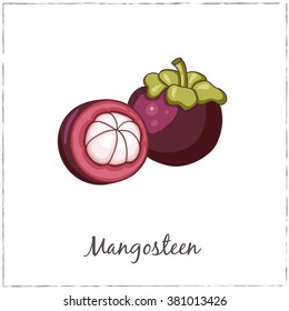 Mangosteen with Slice. Collection of Exotic Fruits.  Vector isolated illustration for design menus, recipes and packages product.