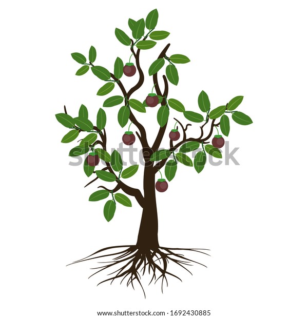 Mangosteen Tree Fruit Roots On White Stock Vector (Royalty Free) 1692430885