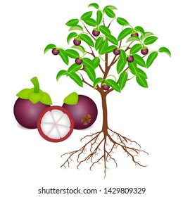 Mangosteen tree with roots and fruits on white.