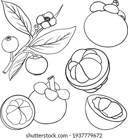 Mangosteen tropical fruit. Fresh organic food. Vector illustration with sketch.