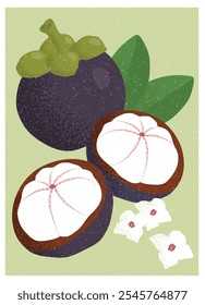 Mangosteen tropical fruit vector illustration