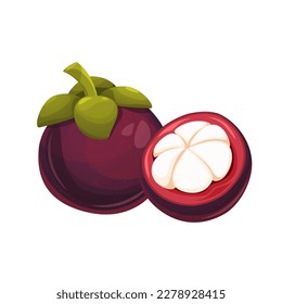 Mangosteen, a tropical fruit.Whole mangosteen and cut in half.Vector illustration isolated on white background.