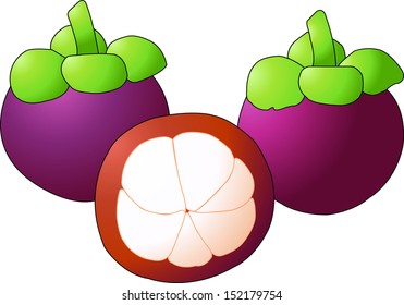 Mangosteen vector