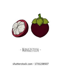 Mangosteen. Vector cartoon illustration. Isolated objects on a white background. Hand-drawn style.