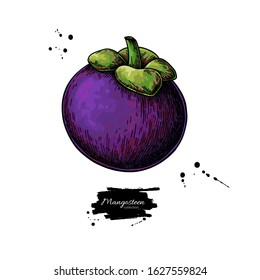 Mangosteen vector drawing. Hand drawn tropical fruit illustration. Colored whole object. Botanical vintage sketch for label, juice packaging design, menu