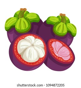 mangosteen vector illustration