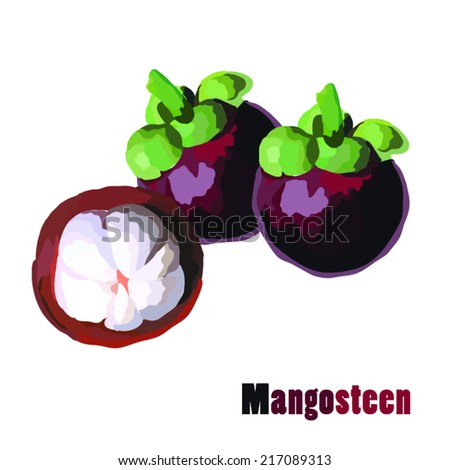 Mangosteen, vector Illustration