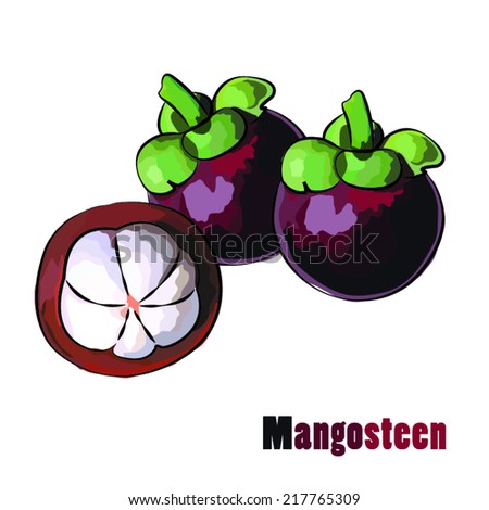 Mangosteen, vector Illustration