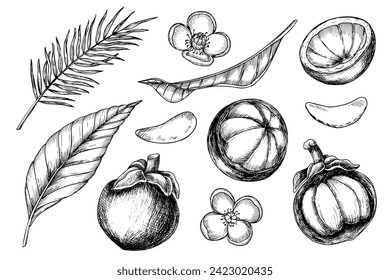 Mangosteen vector illustration. Hand drawn engraving of asian tropical Fruit and palm leaves. Set of linear drawings with tropical plant for product label. Exotic thai food in black and white colors.