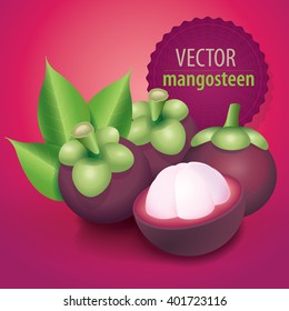 Mangosteen Vector Illustrator