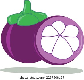 Vector de mangostino e ilustración aislada. Listo para usar en su contenido.