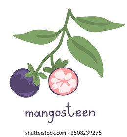 Mangosteen vector isolated simple illustration