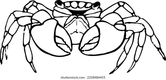 Mangrove crab black and white vector set isolated on a white background. Hand drawn illustrations realistic crabs, sea animals.