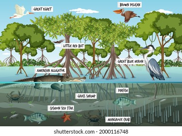 Mangrove forest landscape scene at daytime with many different animals illustration