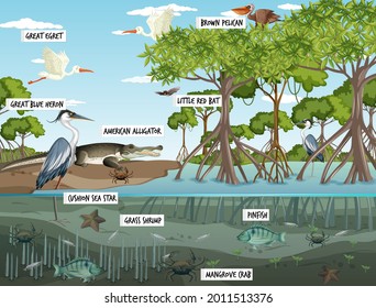 Mangrove forest landscape scene at daytime with many different animals illustration