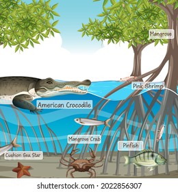 Mangrove forest scene and animals with label name  illustration