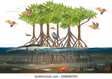 Mangrove forest scene  with animals in the water illustration