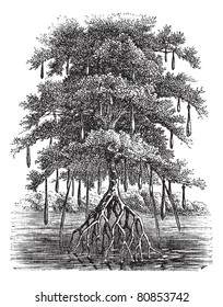 Mangrove or Mangal or Mangrove swamp or Mangrove forest, vintage engraving. Old engraved illustration of Mangrove tree in the water. Trousset encyclopedia (1886 - 1891).