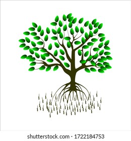 Mangrove plant in sea shore aerial roots