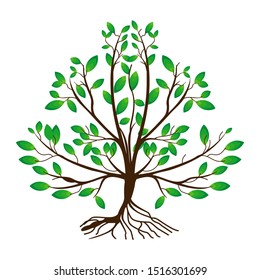 mangrove plants with green leaves on a white background. illustration vector
