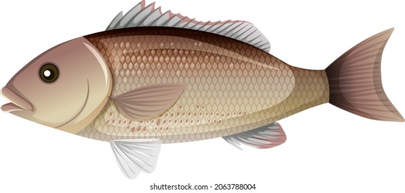Mangrove Snapper or Gray snapper in cartoon style on white background illustration