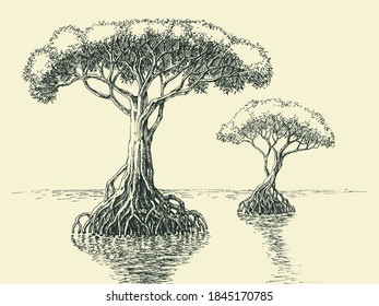 Mangrove tree hand drawing. Tropical trees growing in salt waters