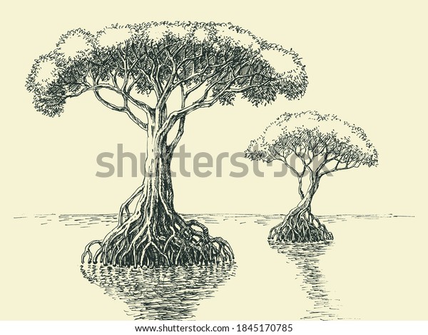 Mangrove tree hand drawing. Tropical trees growing\
in salt waters