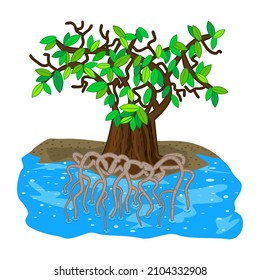 Mangrove tree isolated on white background. Tropical tree on the beach with tangled underwater strong roots and green leaves. Tropic plant growing in salt waters. Forest in swamp. Vector illustration