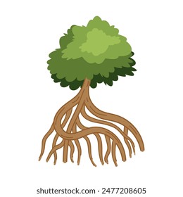 mangrove tree with large roots isolated