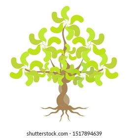 mangrove tree leaves rooted white background, vector illustration