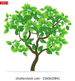 mangrove tree leaves rooted white background, vector illustration
