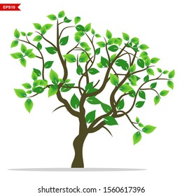 mangrove tree leaves rooted white background, vector illustration