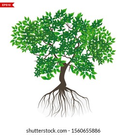 mangrove tree leaves rooted white background, vector illustration