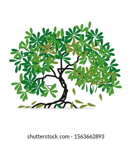 Mangrove tree leaves rooted white background, vector illustration