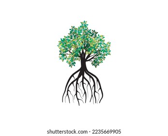 Mangrove Tree and long roots.  vector