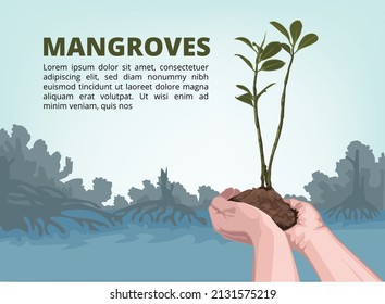 Mangrove tree planting. Mangrove forest background vector eps 10