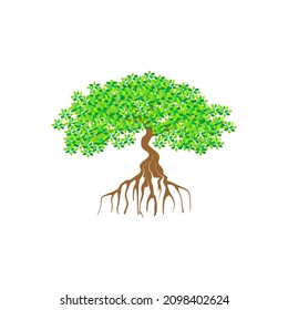 Mangrove tree with roots and green leaves vector illustration.