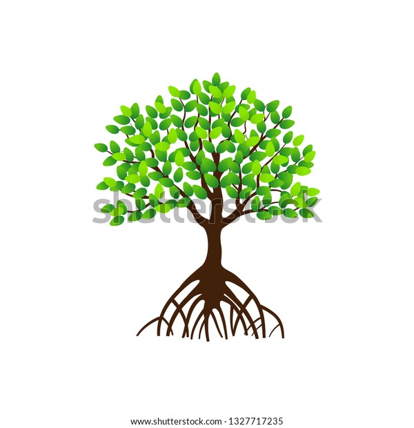 Mangrove Tree Roots Green Leaves Vector Stock Vector (Royalty Free ...