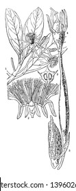 El árbol de manglar es un árbol con raíces que están por encima del suelo y que crece a lo largo de las costas o a orillas de grandes ríos en países cálidos, dibujo vintage de líneas o ilustración de grabado.
