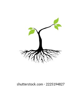 mangrove tree seeds vector illustration