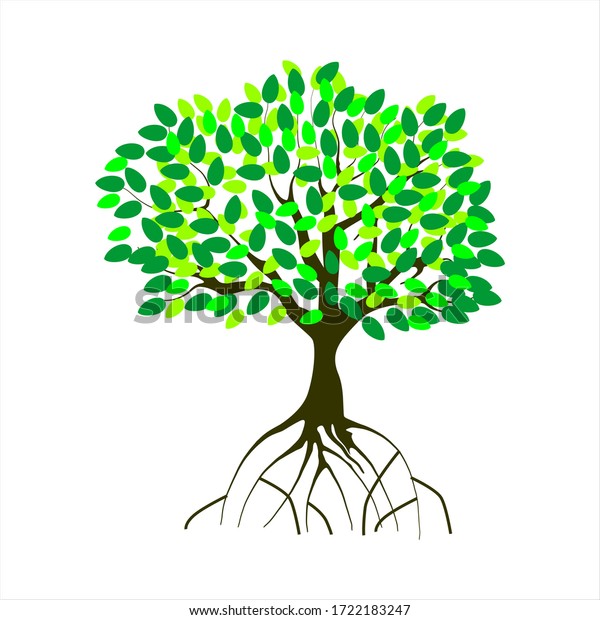 Mangrove Tree Strong Roots Vector Illustration Stock Vector (Royalty ...