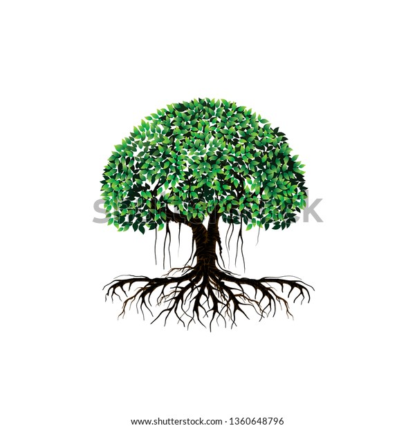 Mangrove Tree Vector Illustrations Tree Logo Stock Vector (Royalty Free ...