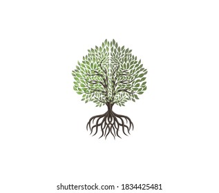Mangrove tree vector isolated on white