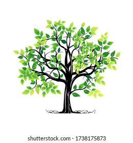 mangrove tree with white background vector illustration