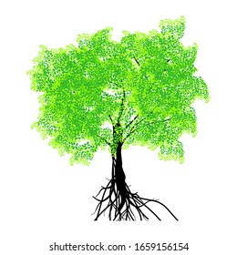 mangrove trees, green leaves and roots. vector illustration