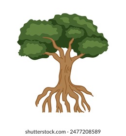 mangrove tropical tree growing isolated