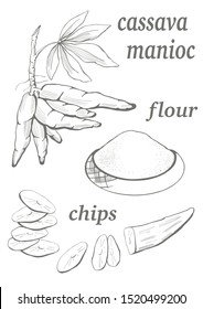 manihot esculenta: cassava, manioc root, tuber, manihot slice, flour and chips. Vector hand drawn illustration.
