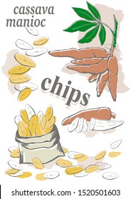 manihot esculenta: cassava  manioc root, tuber, manihot slice, bag with chips  Vector hand drawn color illustration.