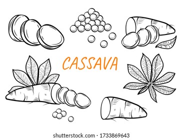 Manihot esculenta: cassava root, tuber, pearl, manihot slice and leaves. Vector engraving drawn illustration. Vegetable for flour, balls, ingredient for bubble tea. Vegetarian food. 