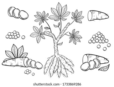 Manihot esculenta: plant with leaf, cassava root, tuber, pearl, manihot slice and leaves. Vector engraving drawn illustration. Vegetable for flour, balls, ingredient for bubble tea. Botanic.
